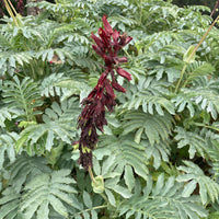 plant material shot