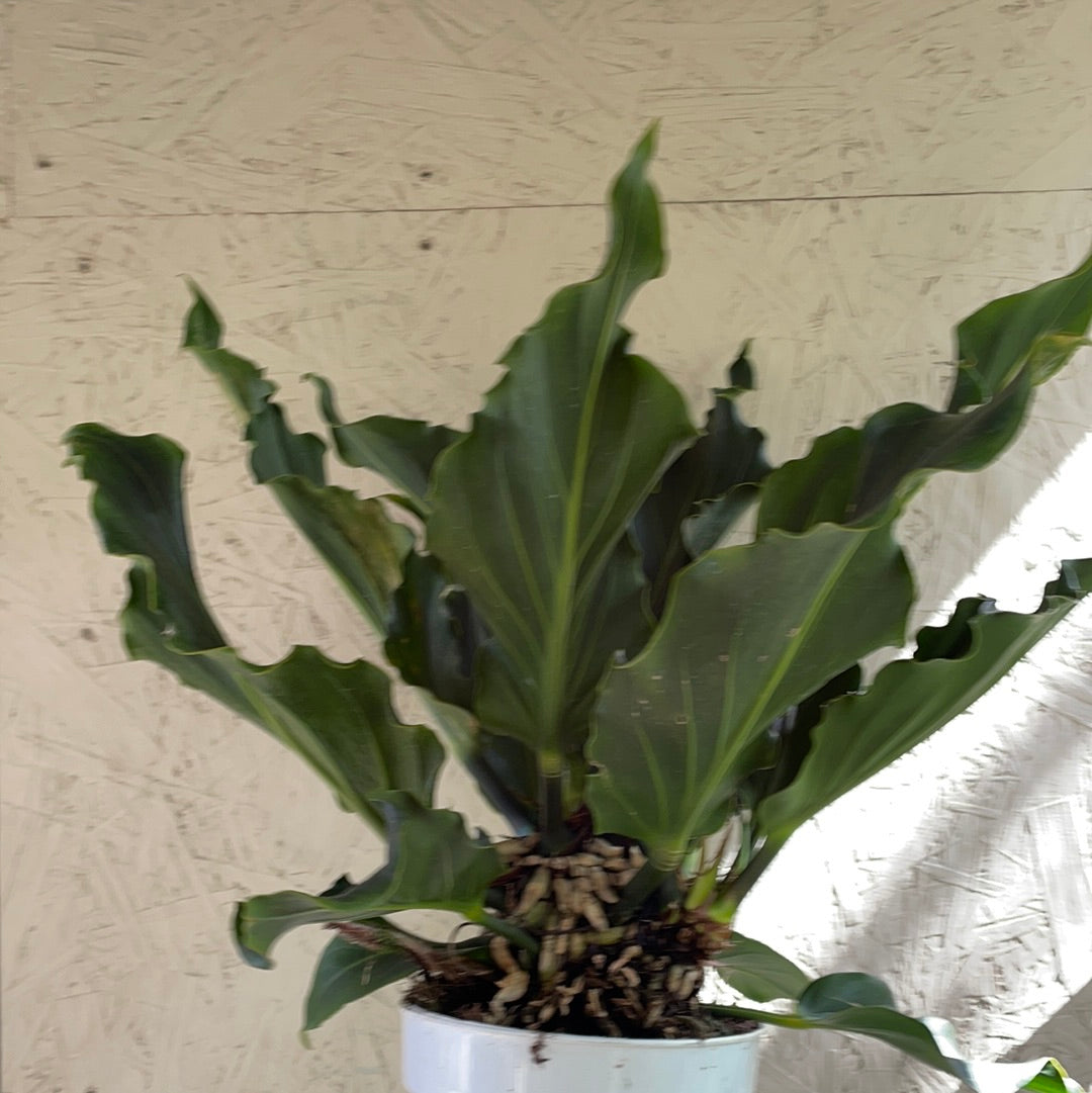 Anthurium plowmanii – Plant Material