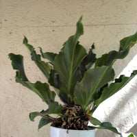 Anthurium plowmanii
