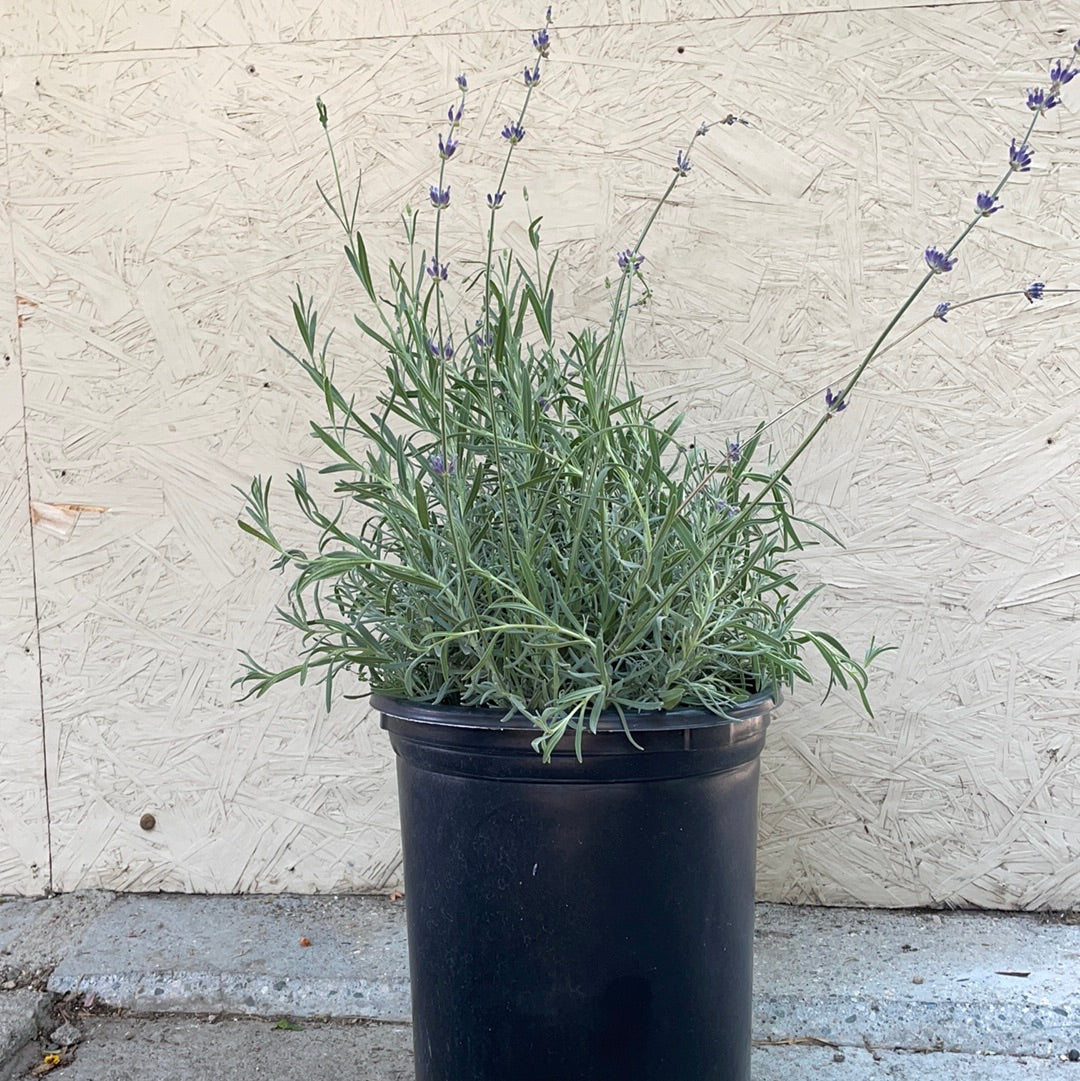Lavandula angust. Munstead – Plant Material