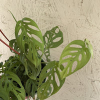 Philodendron adansonii 'Swiss Cheese' leaves