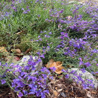 mon heterophyllus 'Margarita Bop' (Blue Bedder) Nature by Plant Material