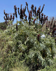 Plant Material Shot