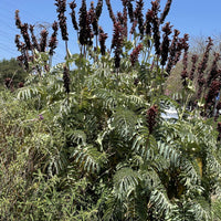 Plant Material Shot