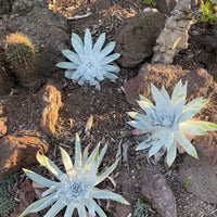 Dudleya brittonii, Giant Chalk Dudleya