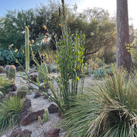 Pedilanthus bracteatus