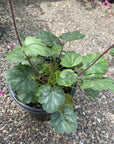 Heuchera 'Santa Ana Cardinal' Leaves
