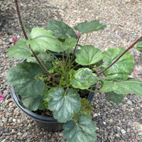 Heuchera 'Santa Ana Cardinal' Leaves