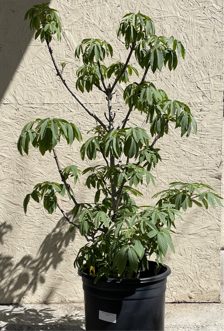 aesculus indoor plant Aesculus californica, California Buckeye