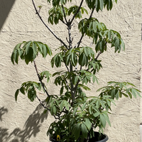 Aesculus californica, California Buckeye - 15g