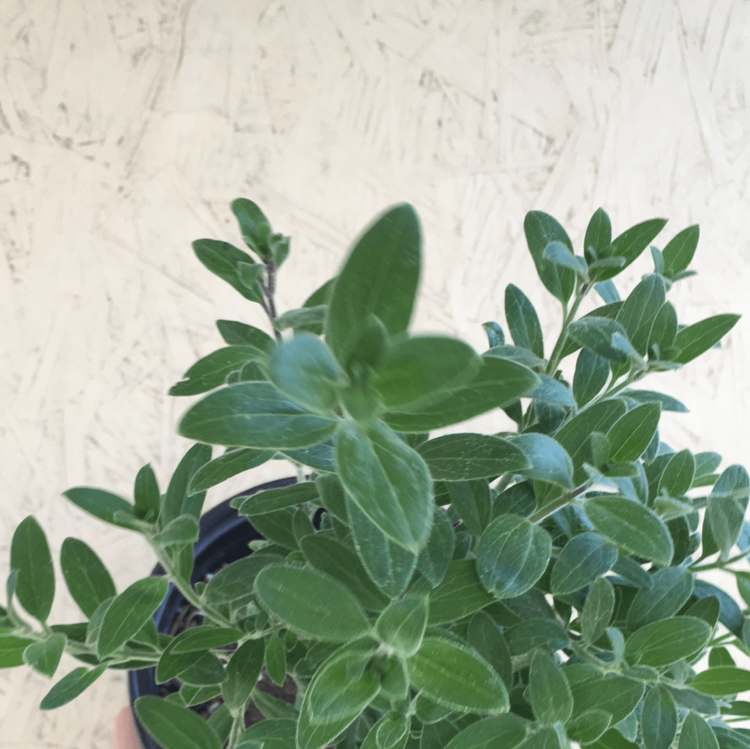 Gambelia speciosa 'Firecracker' , Island Snapdragon – Plant Material