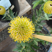 Leucospermum cuneiforme Goldie