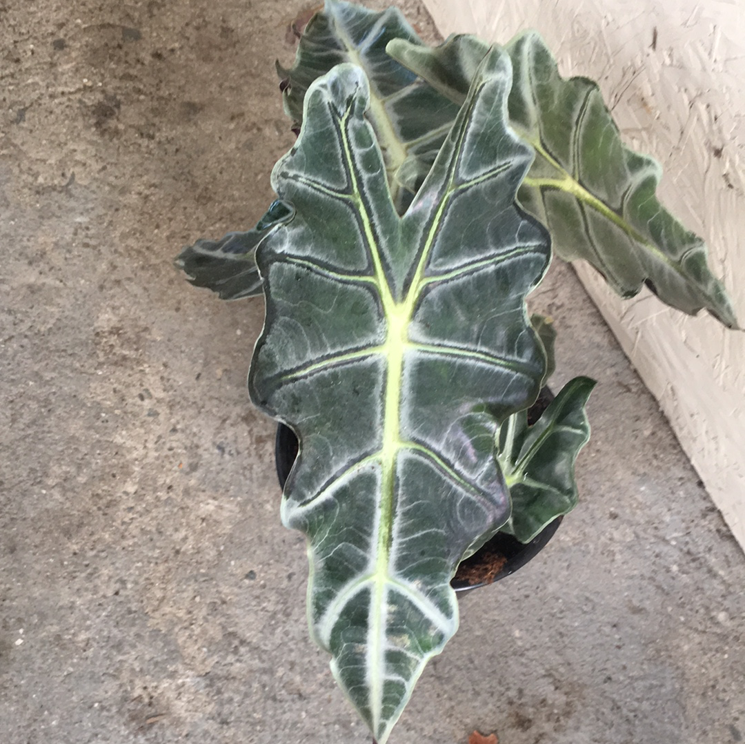 Alocasia Polly 'African Mask' – Plant Material
