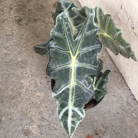 Alocasia Polly 'African Mask'