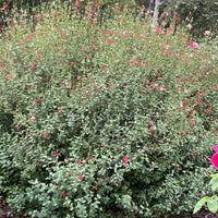 Salvia microphylla 'Hot Lips'