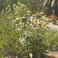 Echinacea 'Primadonna White'
