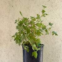 Ribes speciosum, Fuchsiaflower Gooseberry