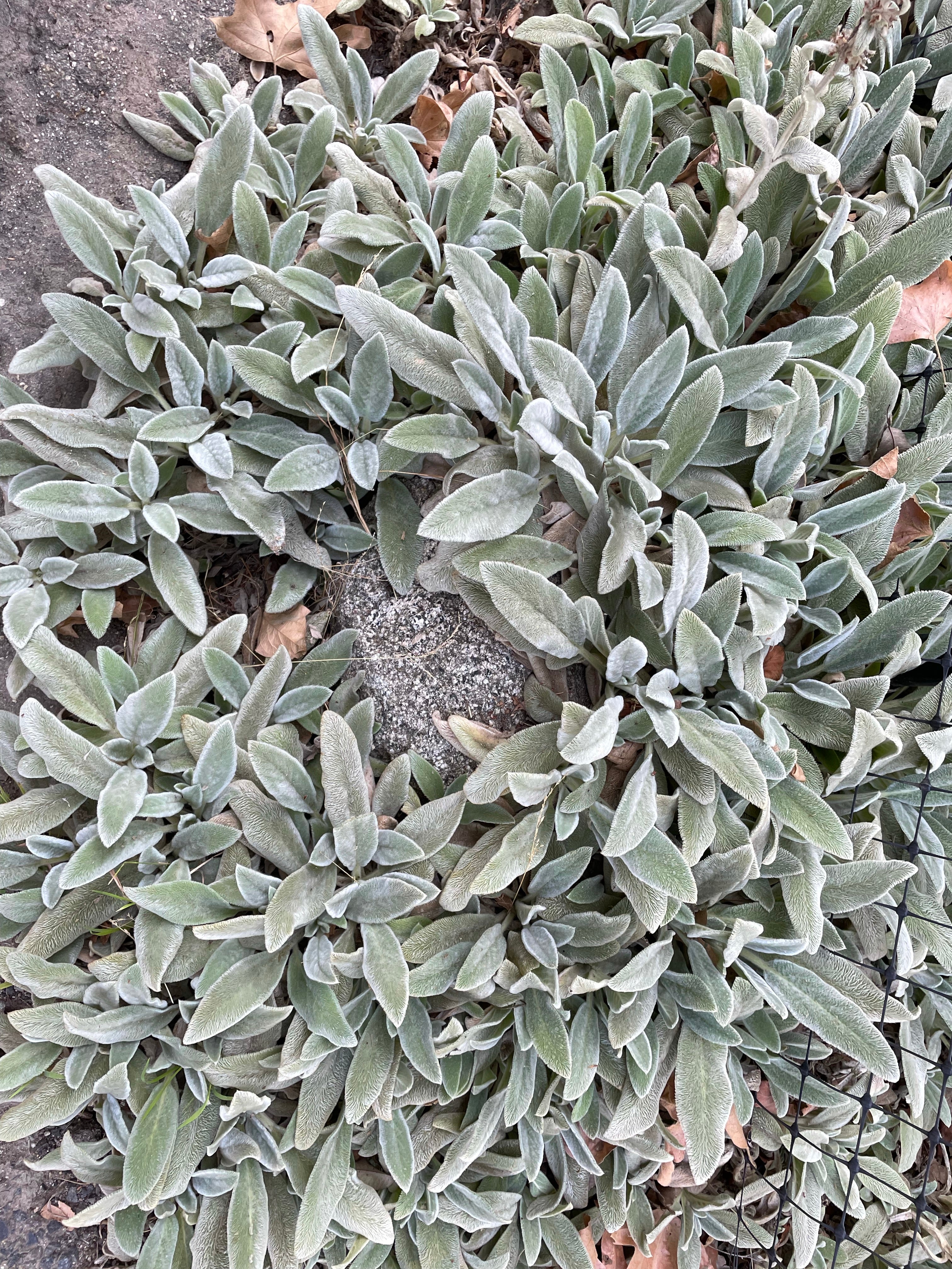succulent that looks like lamb's ear Stachys byzantina 'Helen von Stein'