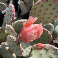 Opuntia santa-rita