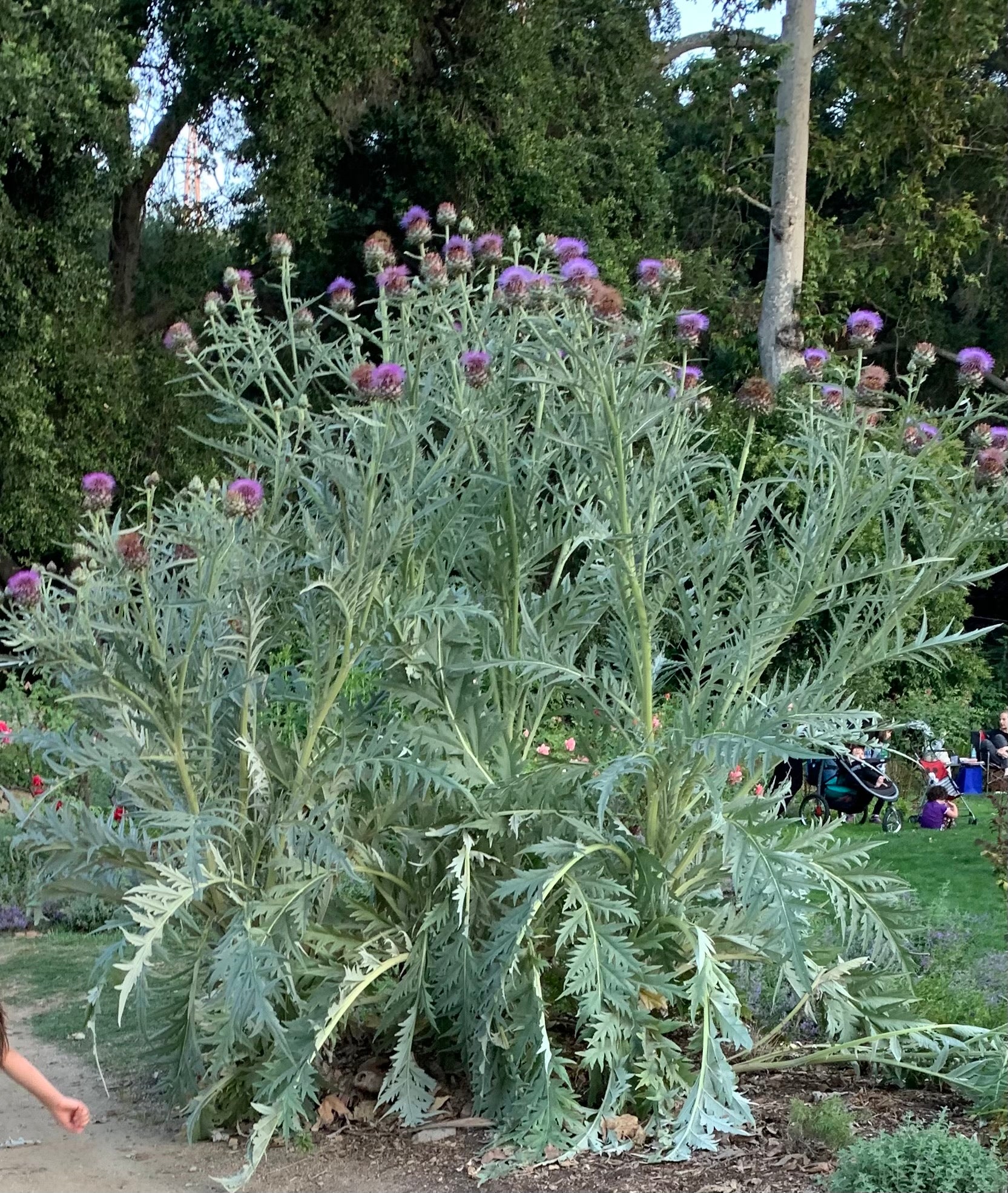 Cynara scolymus artichoke Cynara scolymus artichoke