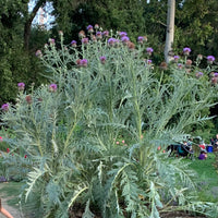 Plant Material Shot