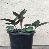 Helleborus livi. Pink Marble (Pink Marble Hellebore)
