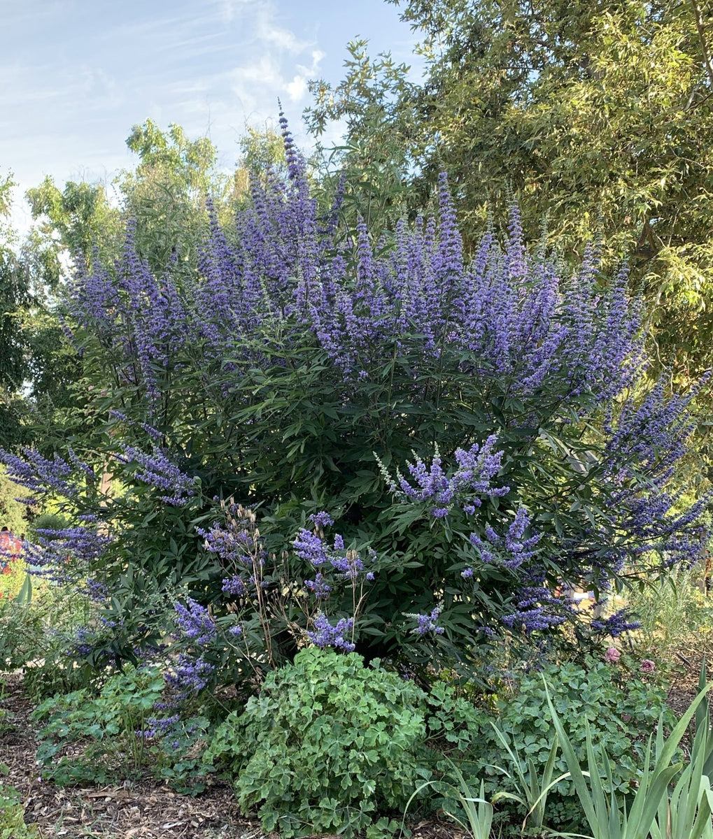 Vitex agnus-castus (chaste tree) – Plant Material
