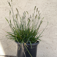 Sesleria 'Greenlee'