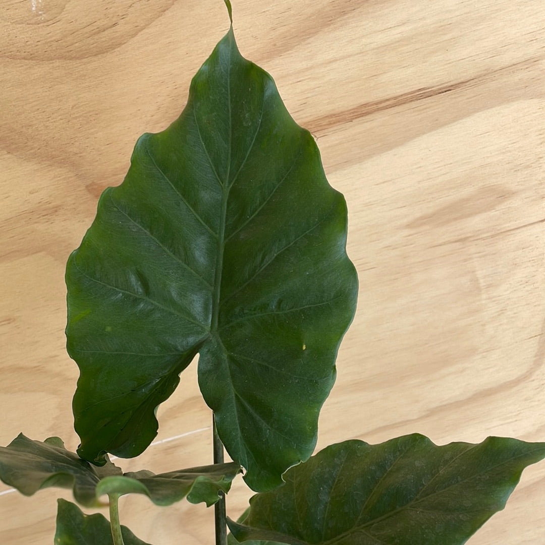 Alocasia Portodora Shield