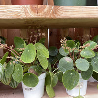 Pilea peperomioides Flowering