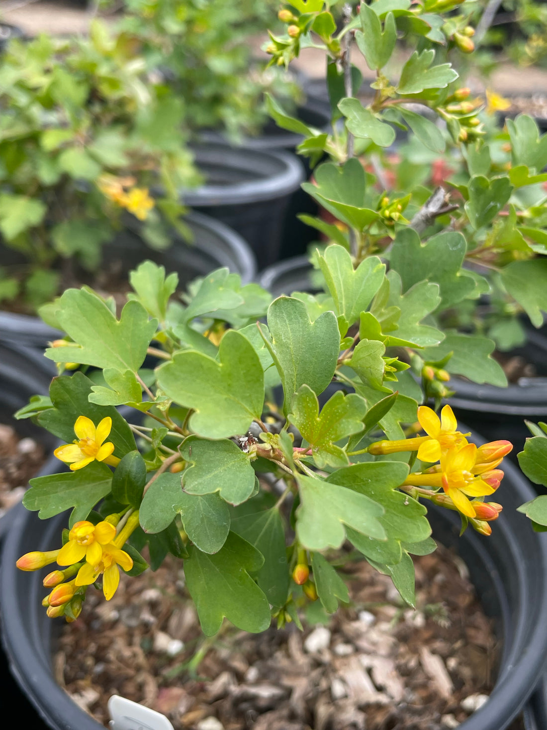 plant material shot