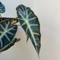 Alocasia Bambino