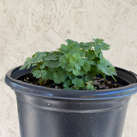 Aquilegia formosa