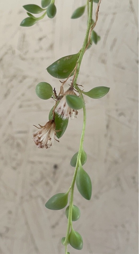 string of tears succulent plant Senecio rowleyanus (String of Tears)