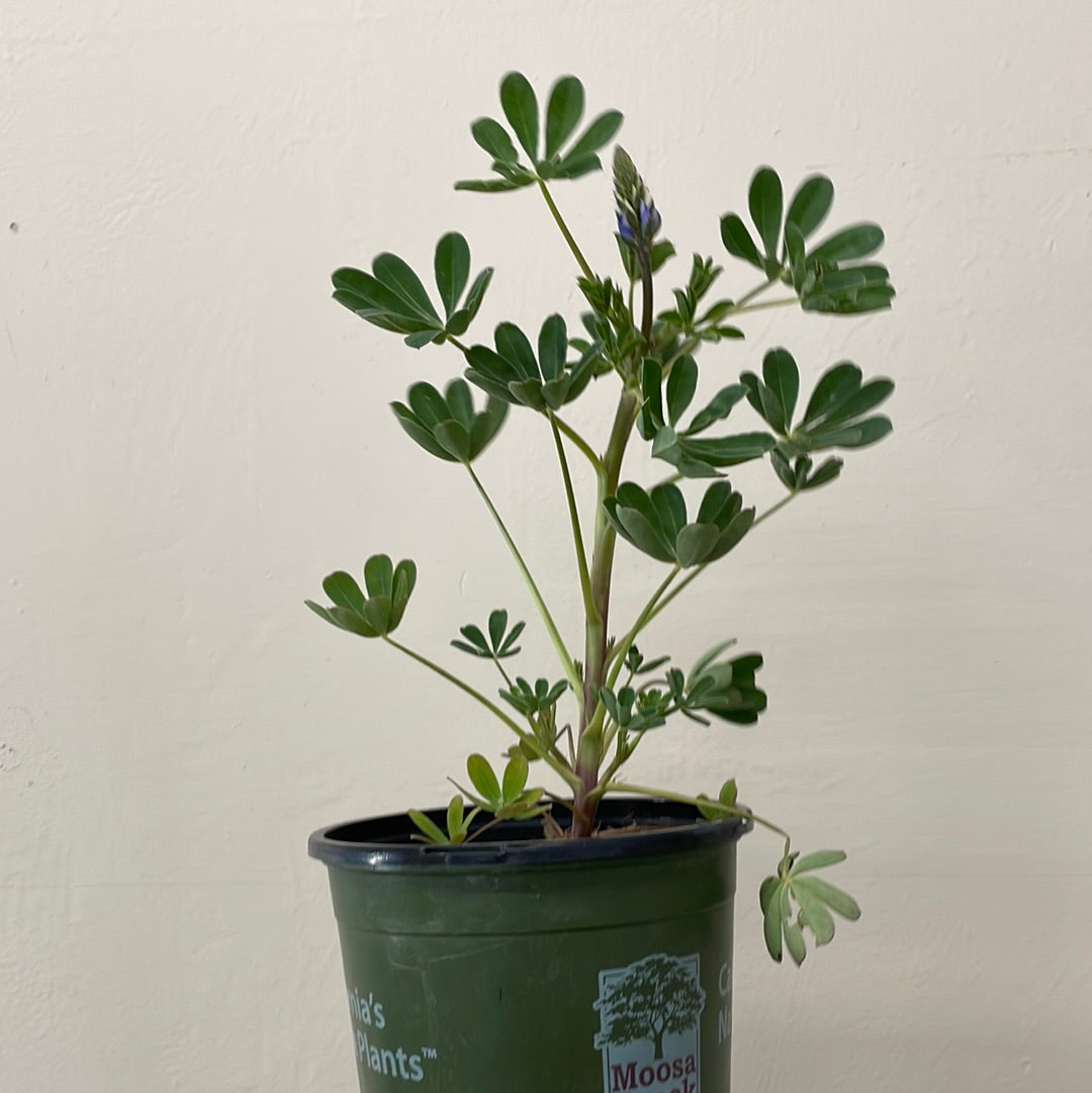 lupine plant in pot Lupinus succulentus, Arroyo Lupine – Plant Material