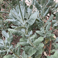 Eriogonum giganteum 'St. Catherines Lace' Buckwheat