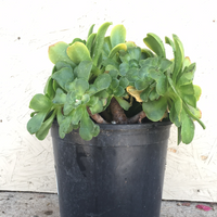 Aeonium 'Pseudotabuliforme'