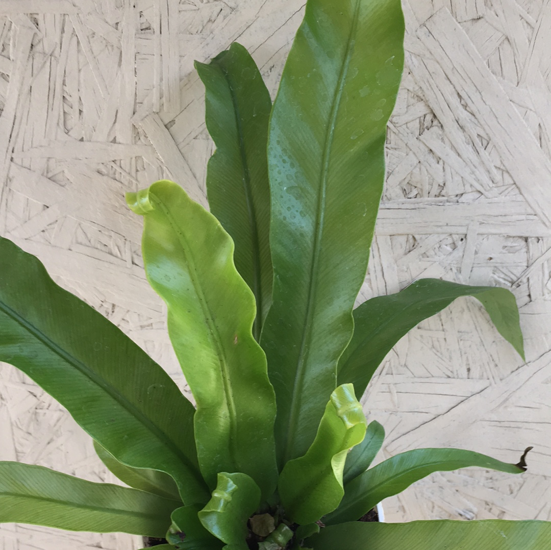 victoria birds nest fern Victoria Fern