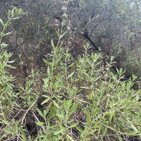 plant material shot