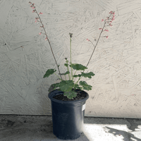 Heuchera 'Wendy' 1 Gallon