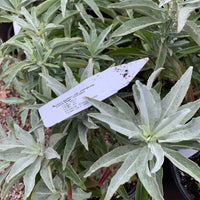 Salvia apiana var. compacta, Compact white sage