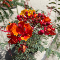 Caesalpinia pulcherrima- Red bird of paradise