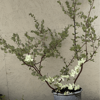 Manzanita, Arctostaphylos 'Lester Rowntree' 5 Gallon