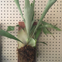 Platycerium bifurcatum mounted (staghorn fern)