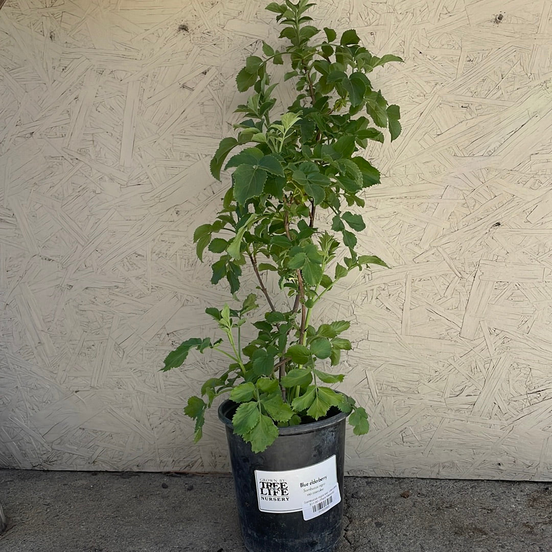 can you plant elderberry in a pot Sambucus nigra ssp. caerulea, Blue Elderberry