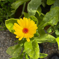 Organic Resina Calendula 3 Pack