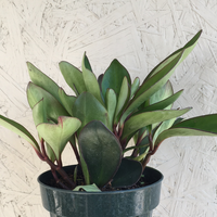 Peperomia Red Edge