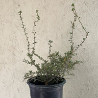 Lycium californicum, California Box Thorn 1 Gallon