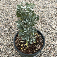 Salvia pachyphylla