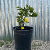 Sudachi Lime Dwarf